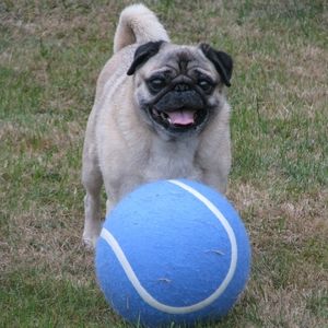 Meet your Posher, Judy